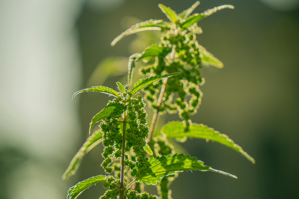 Isırgan Otuna Dokununca Neden Yakar?