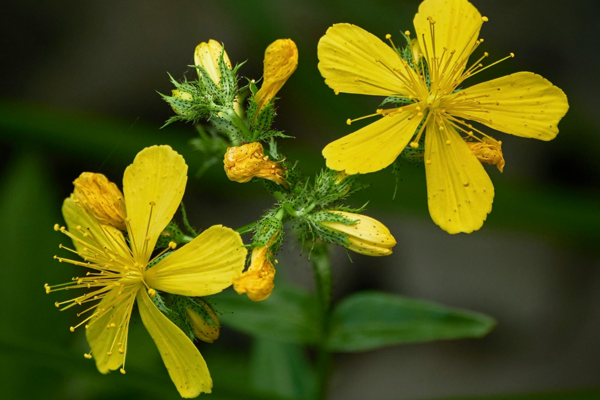 Kantaron Nedir? Faydaları Ve Kullanımı