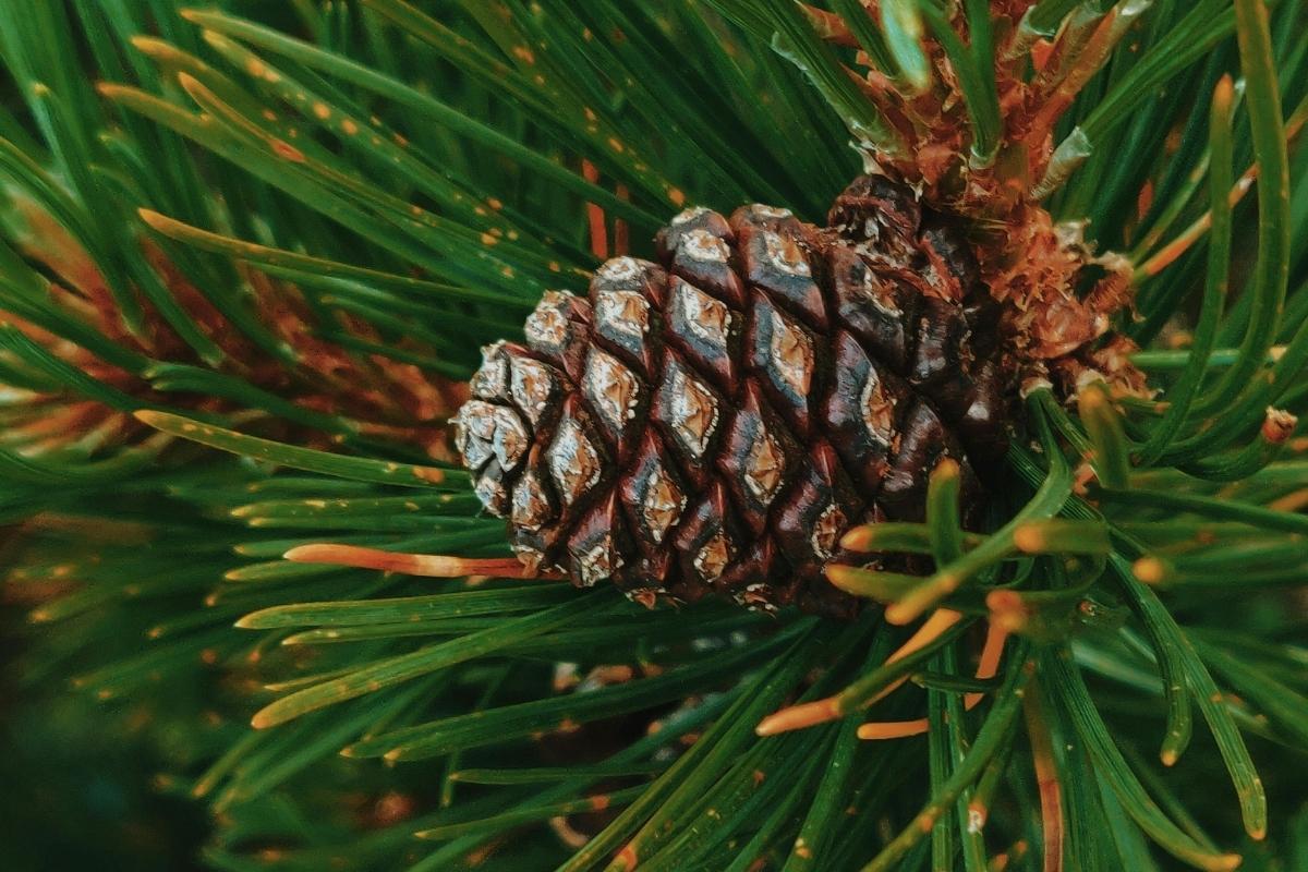 Kestane Balı mı Çam Balı mı